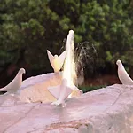 Dubelj 아파트